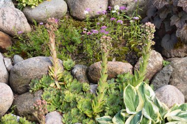 Çiçek açan yeşil toprak örtüsü bitkisi Sempervivum kayalıklarda Houseleek olarak bilinir.