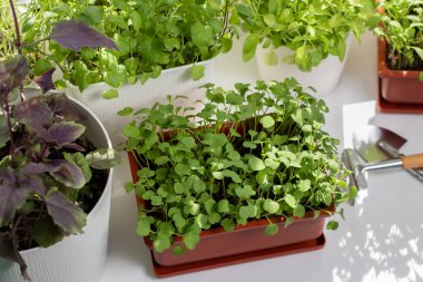 Arugula ve diğer yenilebilir otlar pencere kenarında saksılarda yetişir. Evde sağlıklı vitamin yeşilliği yetişiyor..