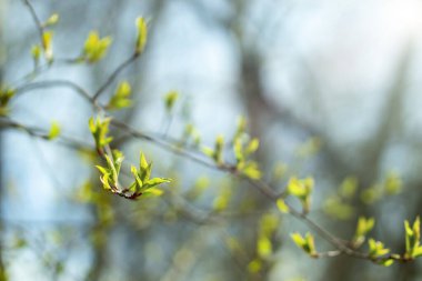 Ağacın dallarında tomurcuklarından yeni yapraklar açar. Güzel bahar arkaplanı