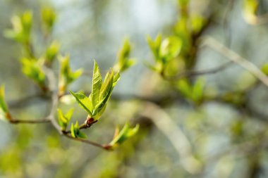 Ağacın dallarında tomurcuklarından yeni yapraklar açar. Güzel bahar arkaplanı