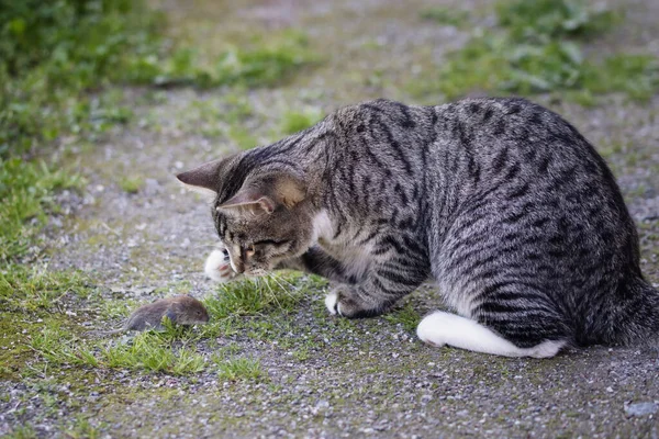 Gri çizgili genç kedi bahçede bir fare yakalar.