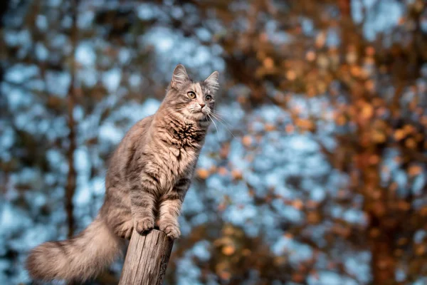 귀여운 회색 고양이가 걷다가 통나무에 올라가서 먼 곳을 바라본다 — 스톡 사진