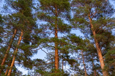 Güzel çam ağaçları batan güneşin ışınlarında mavi gökyüzüne karşı