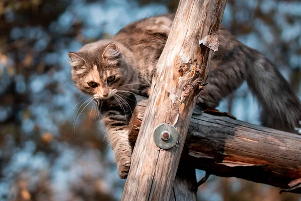 나무 구조물을 오르고 있는 귀여운 회색 고양이 — 스톡 사진