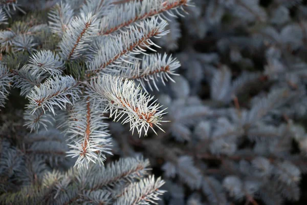 Tak van blauwe sparren close-up, selectieve focus — Stockfoto