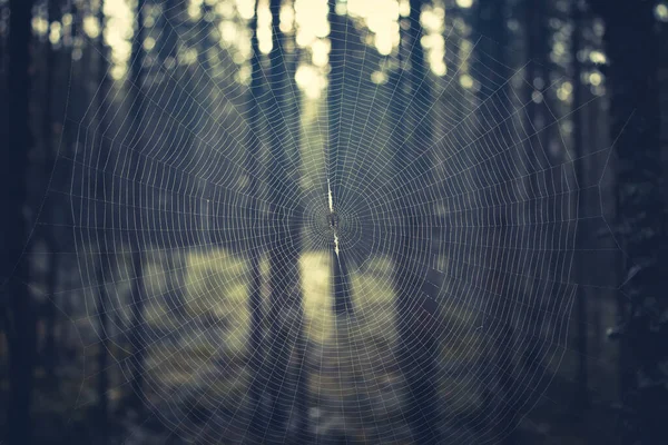 Nahaufnahme eines runden Spinnennetzes mit einer Spinne in der Mitte im Wald — Stockfoto