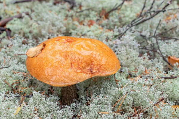 秋の森の中で苔の大きなオレンジ色のキャップのボレトスを閉じる — ストック写真