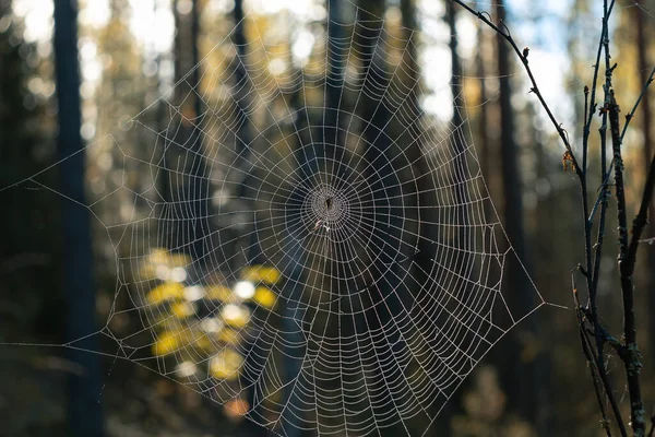 Close-up de uma teia de aranha redonda com uma aranha no centro da floresta — Fotografia de Stock