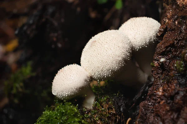 在森林里的树桩上生长着一群可食用的番石榴蘑菇，它们被称为puffball — 图库照片