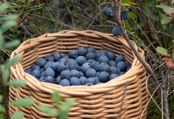 Rijp bosbessen in een rieten mandje in een zomerbos — Stockfoto