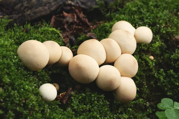 一群可食用的番石榴蘑菇生长在森林里的树桩上，这种蘑菇被称为puffball — 图库照片