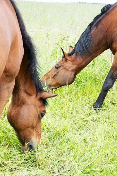 Foto av en häst — Stockfoto