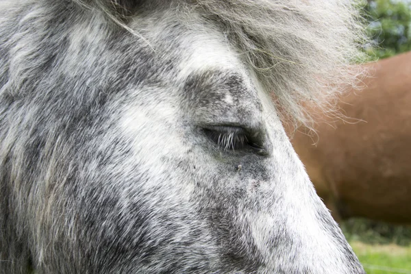 Foto de un caballo —  Fotos de Stock
