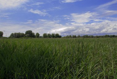 Konstanz Gölü Fotoğraf