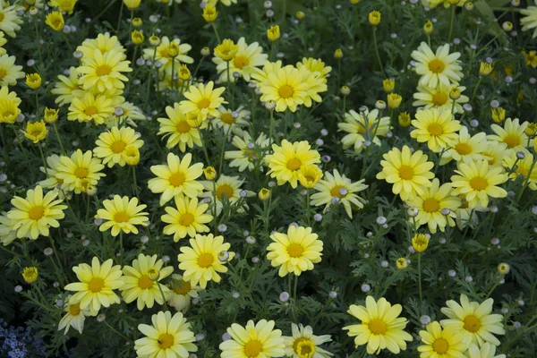 Flores de margarita amarilla — Foto de Stock