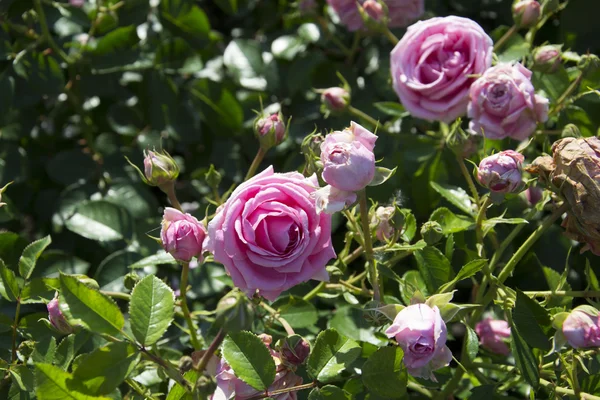 Foto de rosas — Foto de Stock