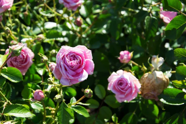 Foto de rosas — Foto de Stock