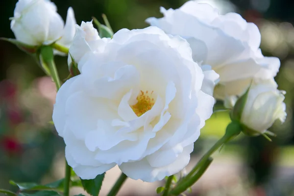 Księżna Walii Róża — Zdjęcie stockowe