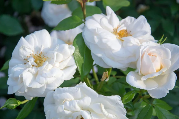 Princesa de las gales rosa — Foto de Stock