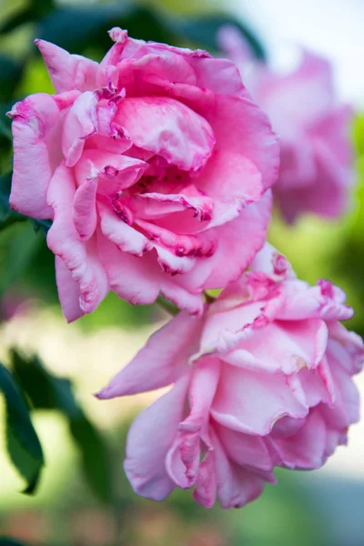 Queen Elizabeth rose — Stock Photo, Image