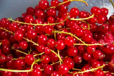 bazı kuş üzümü bir fotoğraf