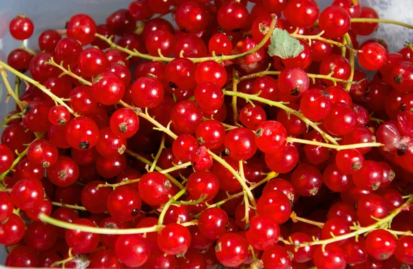 A photo of some currants — Stock Photo, Image