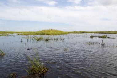 Everglades Florida fotoğrafı