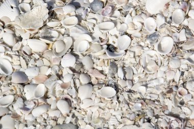 bazı deniz kabuklarını ait fotoğraf