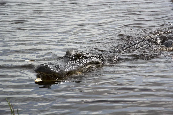 Photo of an Alligator — Stock Photo, Image