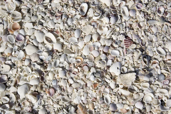 A photo of some seashells — Stock Photo, Image