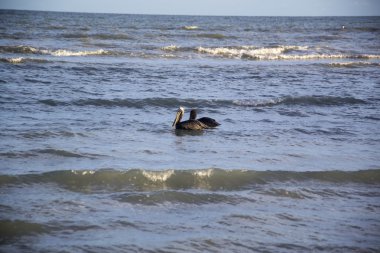 Florida'da pelikan