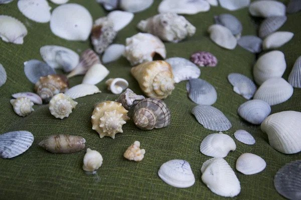 Photo of somse seashells — Stock Photo, Image
