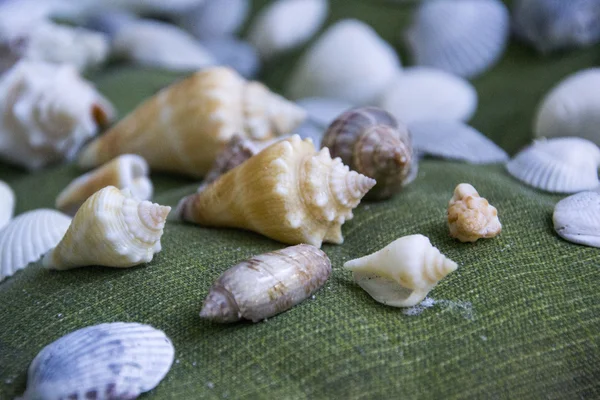 Foto de conchas de mar somse — Foto de Stock