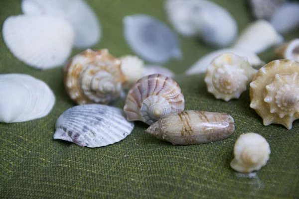 Foto de conchas de mar somse — Foto de Stock