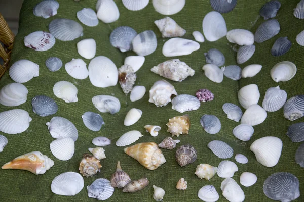 Foto de conchas de mar somse — Foto de Stock