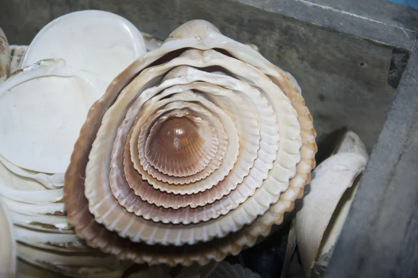 Photo of somse seashells — Stock Photo, Image