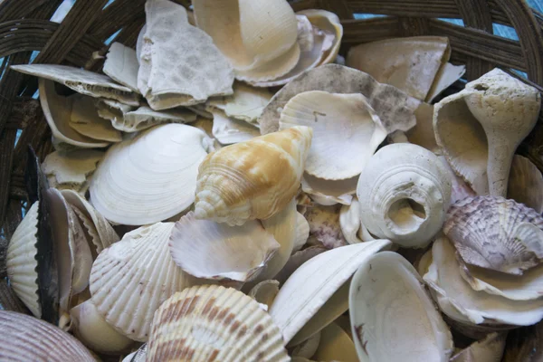 Foto de conchas de mar somse — Foto de Stock