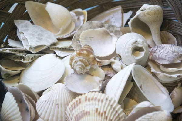 Foto de conchas de mar somse — Foto de Stock