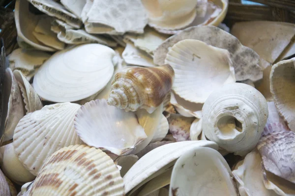 Foto de conchas de mar somse — Foto de Stock