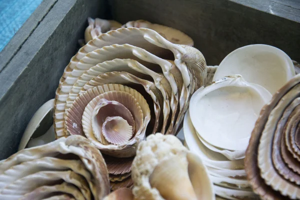 Some beautiful seashells — Stock Photo, Image