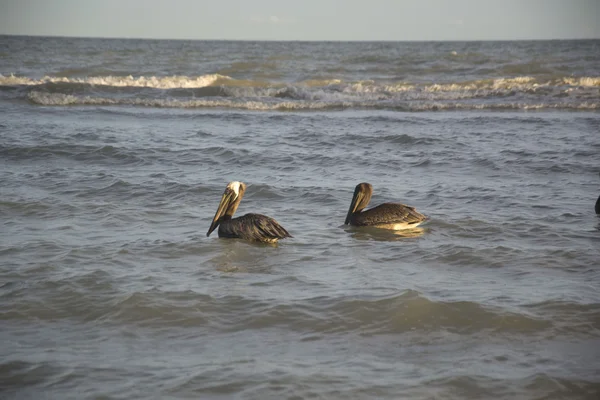 Pelican en Floride — Photo