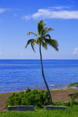 Fotoğraf bir palmiye