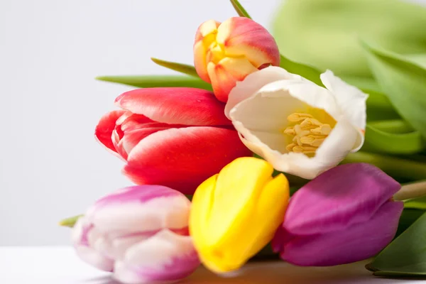 Tulipani — Foto Stock