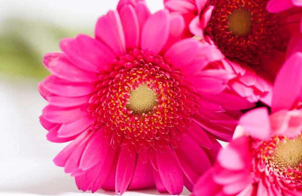 Gerbera bloem — Stockfoto