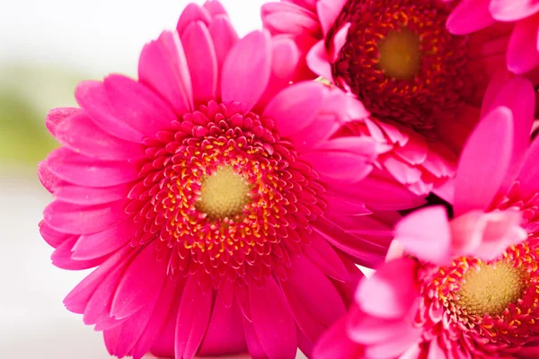 Gerbera flower — Stock Photo, Image