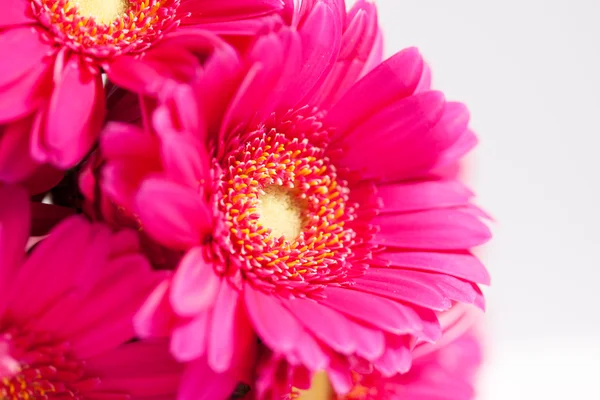 Flor de Gerbera — Foto de Stock