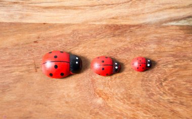 Ladybirds ağaçtan