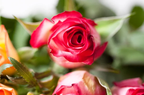 Detalhe de rosas — Fotografia de Stock