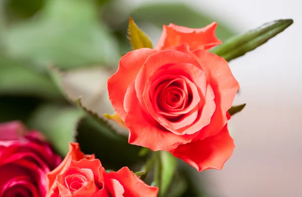 Detail van rozen — Stockfoto