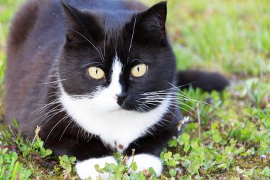 Bir kedi.